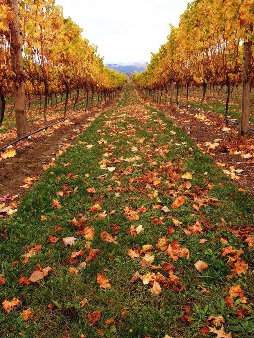 Ddog Vineyard & Bnb 伦威克 外观 照片