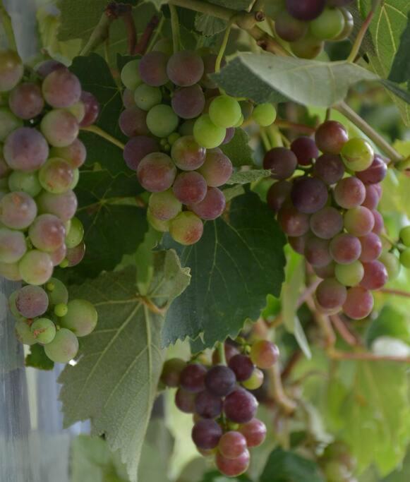 Ddog Vineyard & Bnb 伦威克 外观 照片