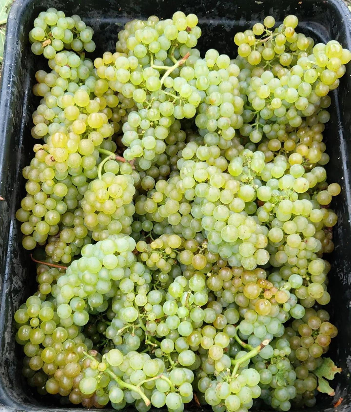 Ddog Vineyard & Bnb 伦威克 外观 照片