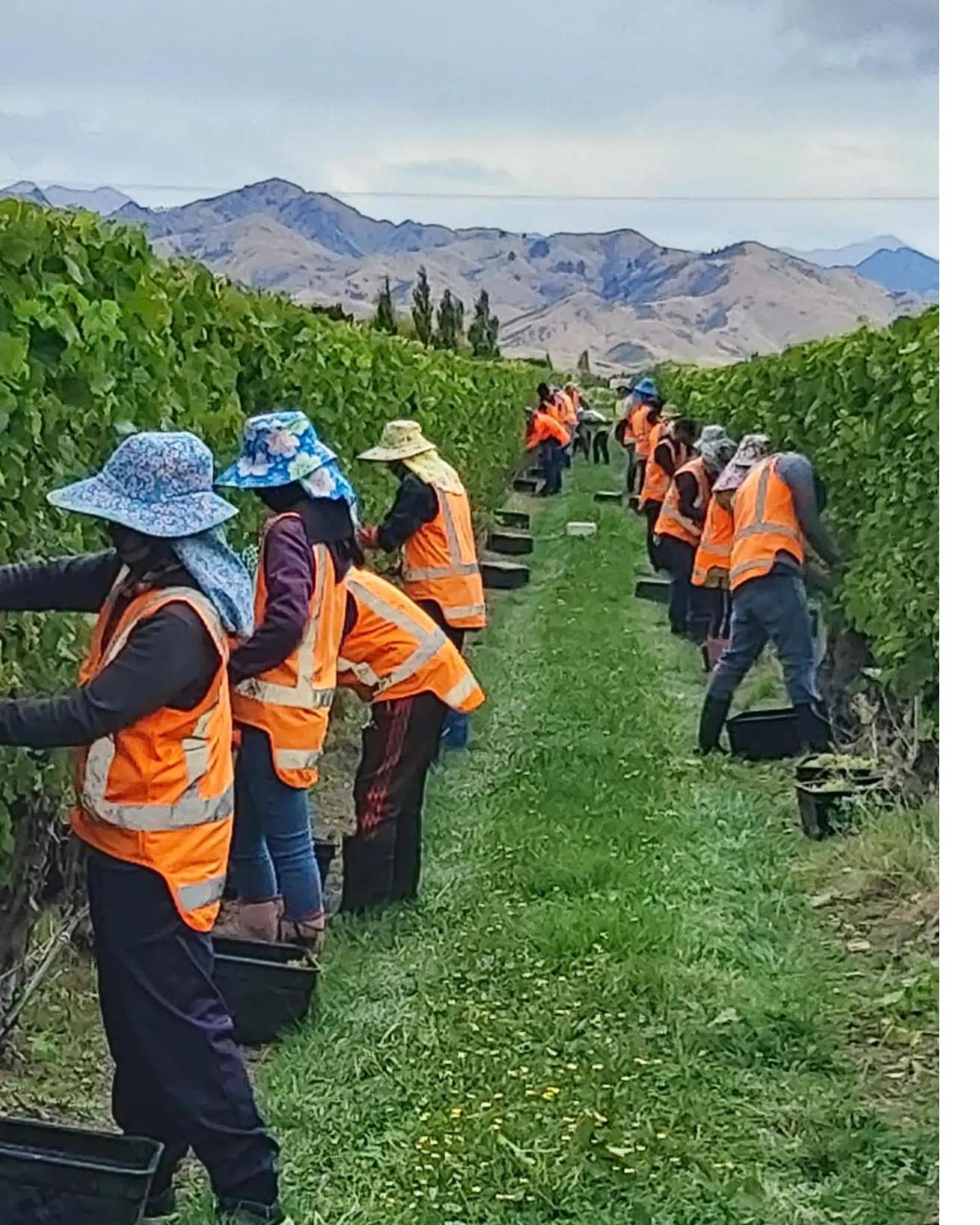Ddog Vineyard & Bnb 伦威克 外观 照片